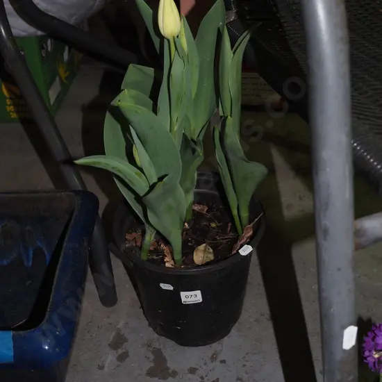 potted tulips - yellow