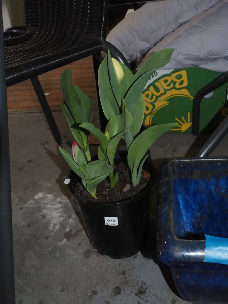 potted multi coloured tulips Image 1++