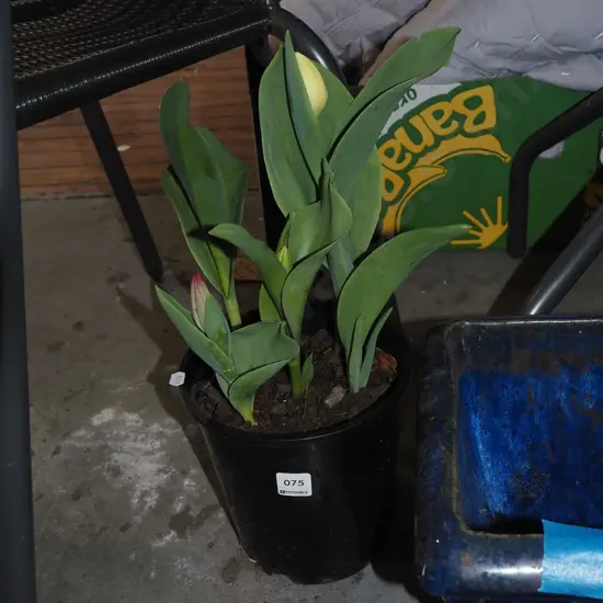 potted multi coloured tulips