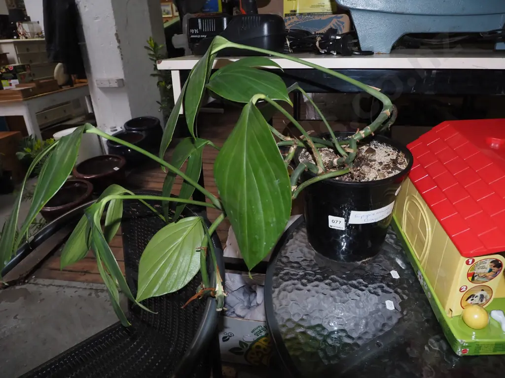 potted indoor plant epiprenum - dragons tail Image 1++