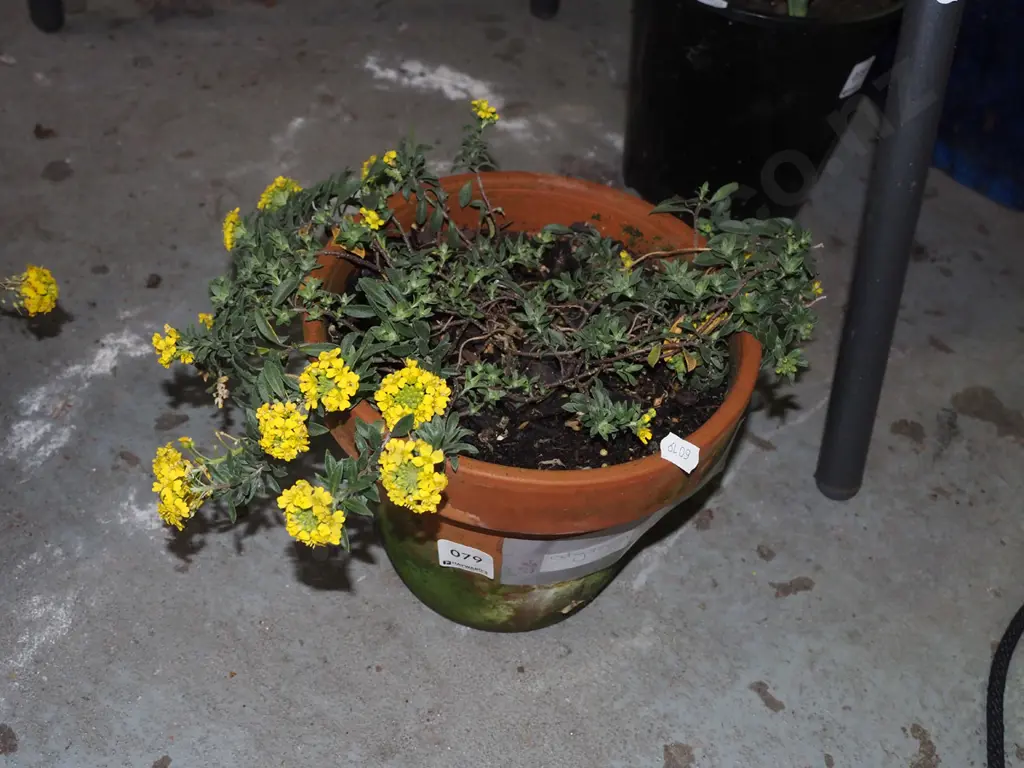 alyssum gold in terracotta planter Image 1++