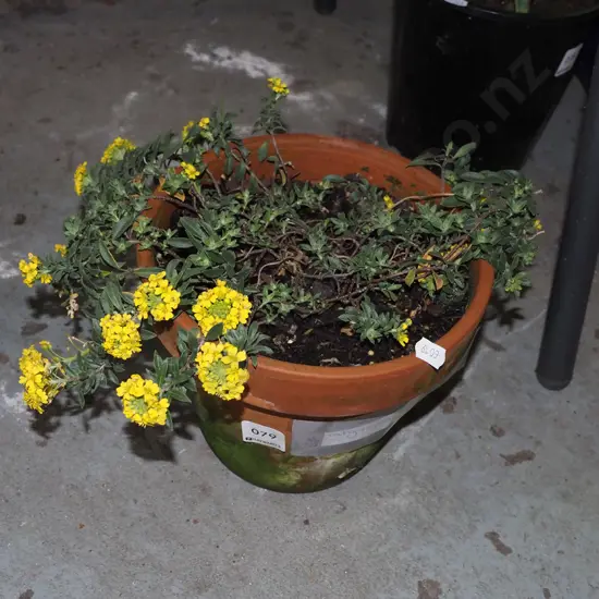 alyssum gold in terracotta planter