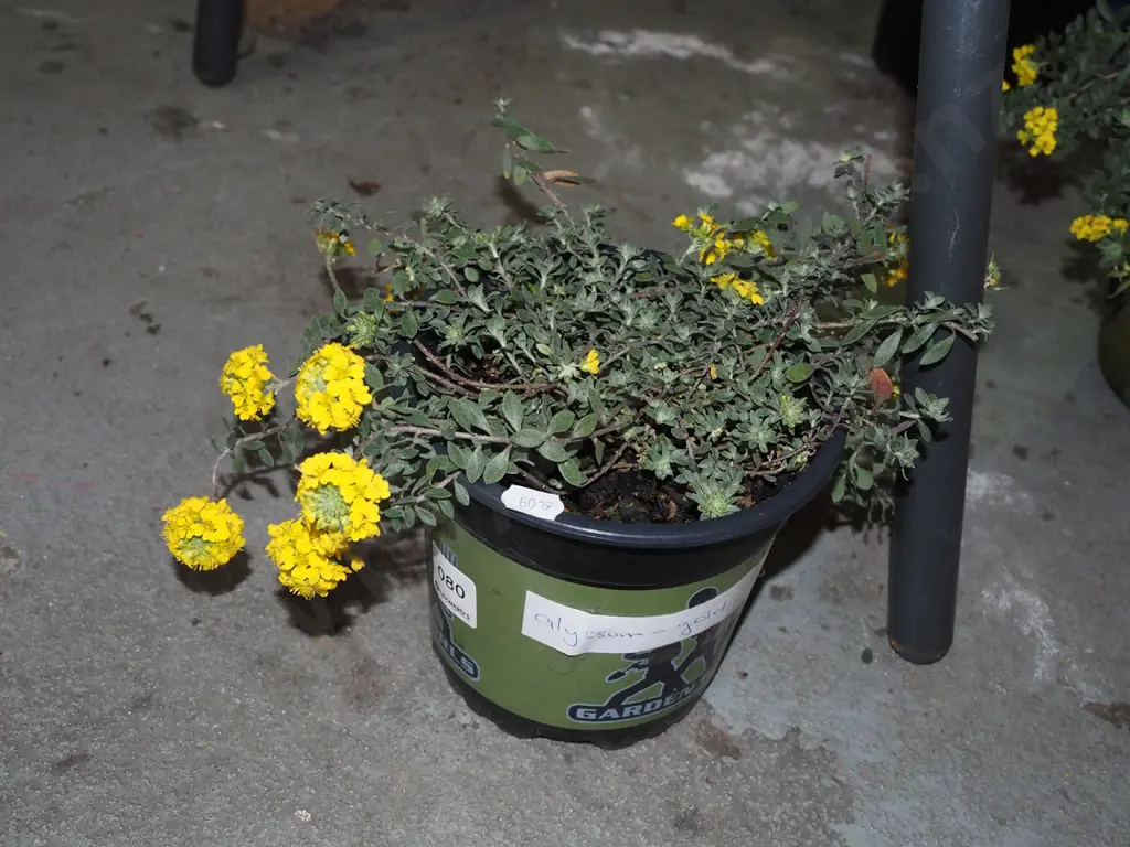 alyssum gold in terracotta planter Image 1++