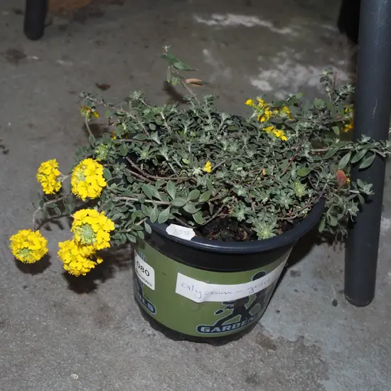 alyssum gold in terracotta planter