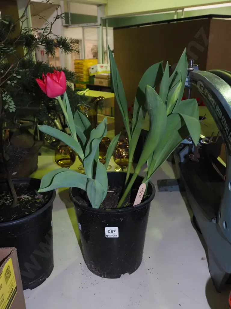 potted tulips   Image 1++