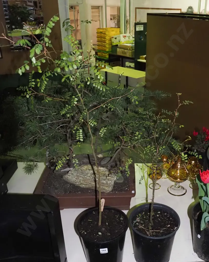 2x potted kowhai Image 1++