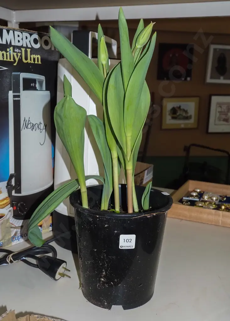 potted tulips Image 1++