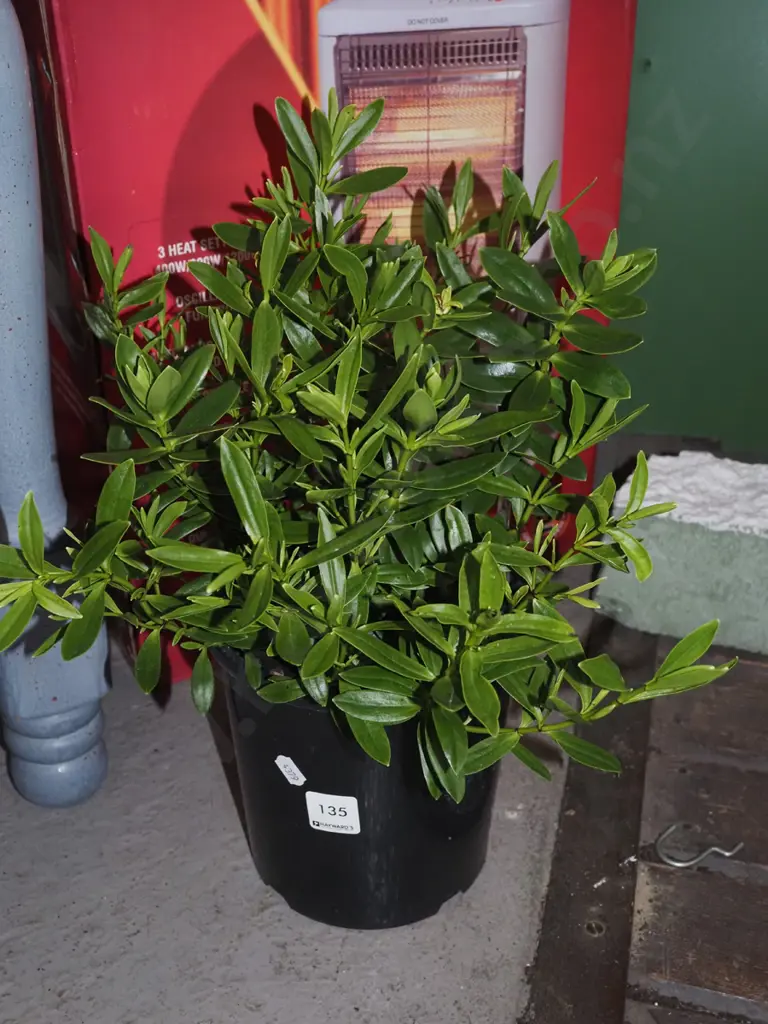 potted hebe Image 1++