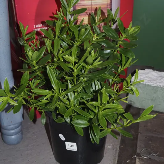 potted hebe