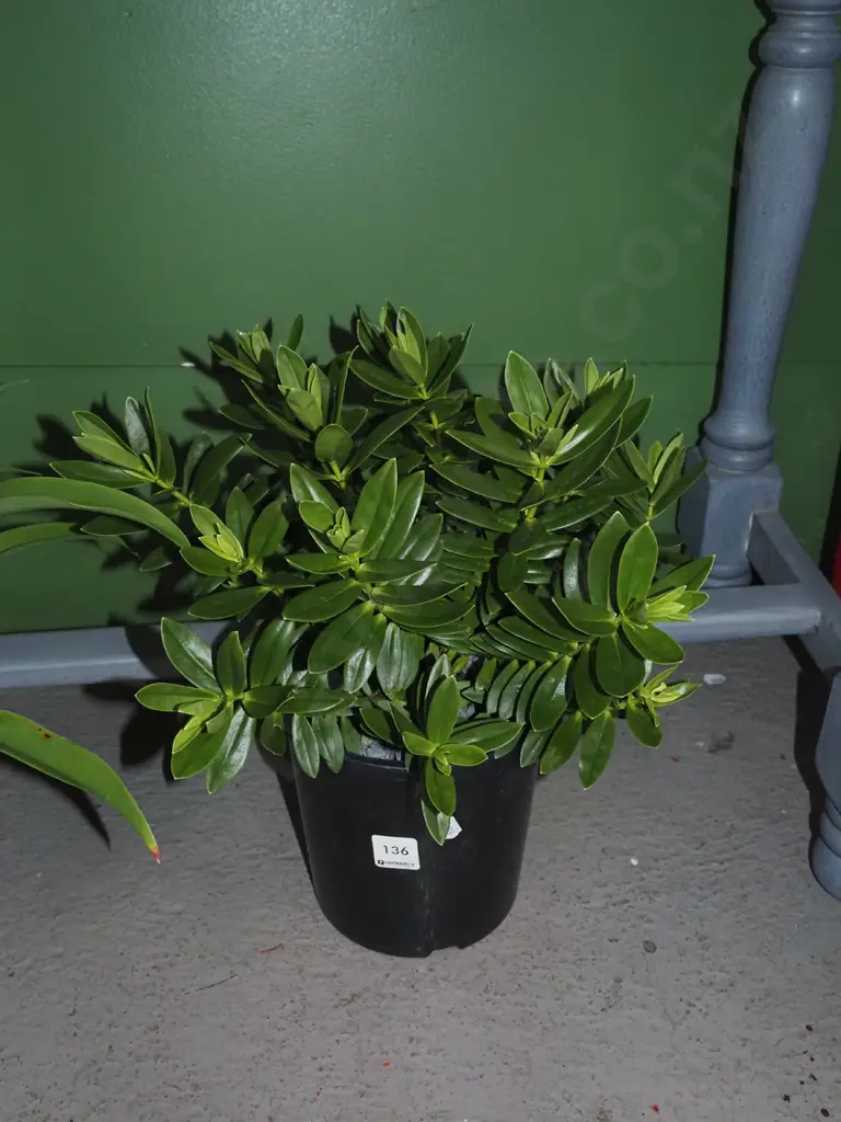 potted hebe Image 1++