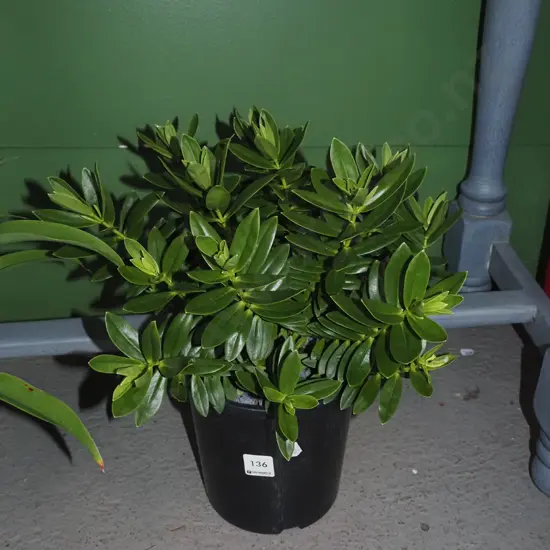 potted hebe