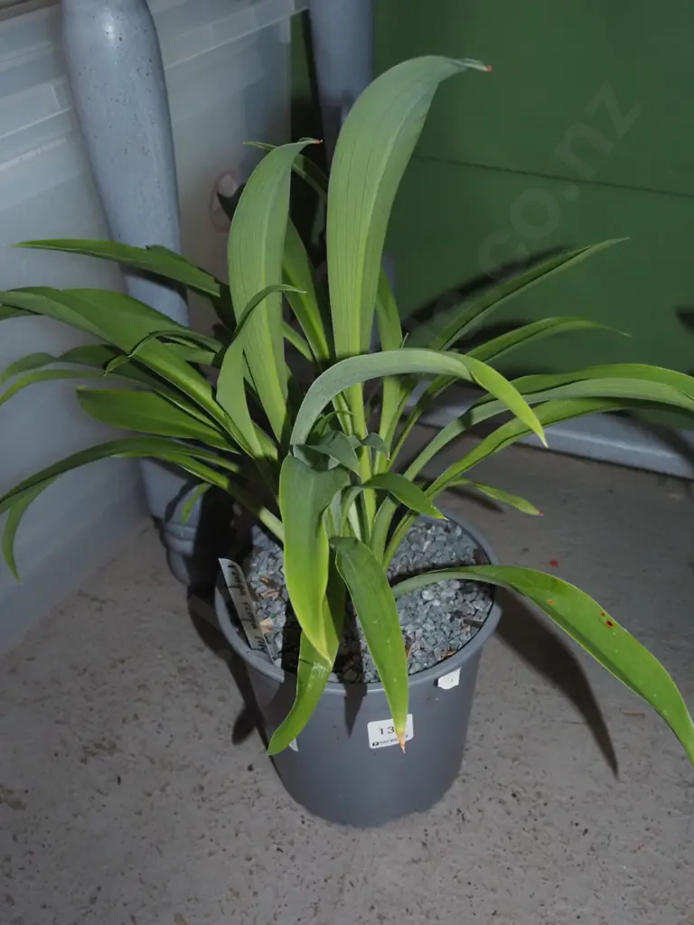 potted reinga reinga lily Image 1++