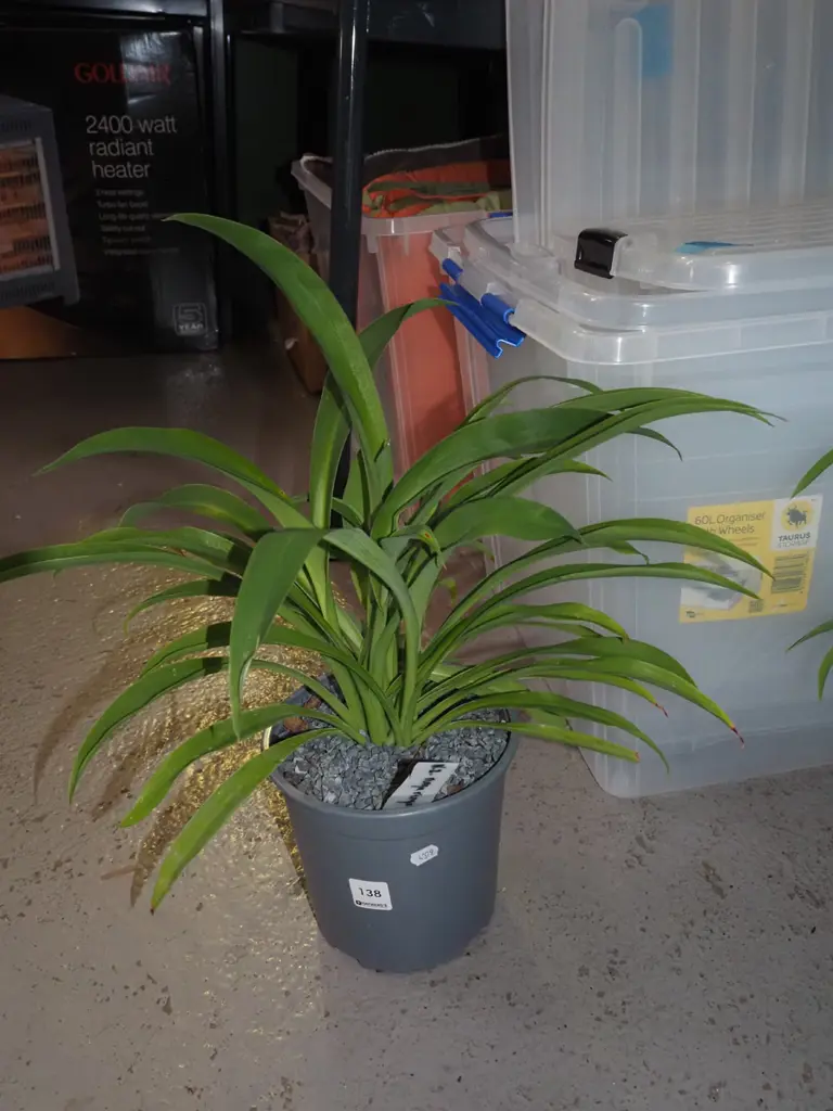 potted reinga reinga lily Image 1++