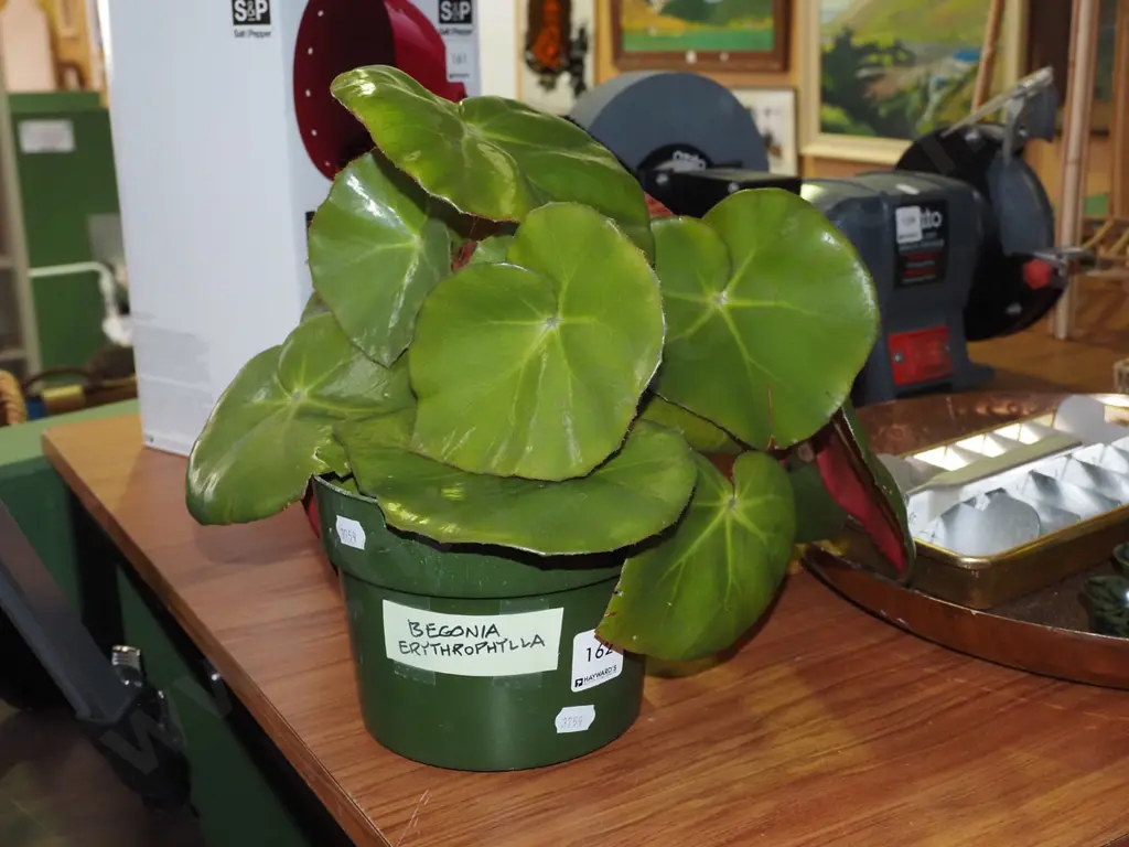 potted begonia erythrophylla Image 1++