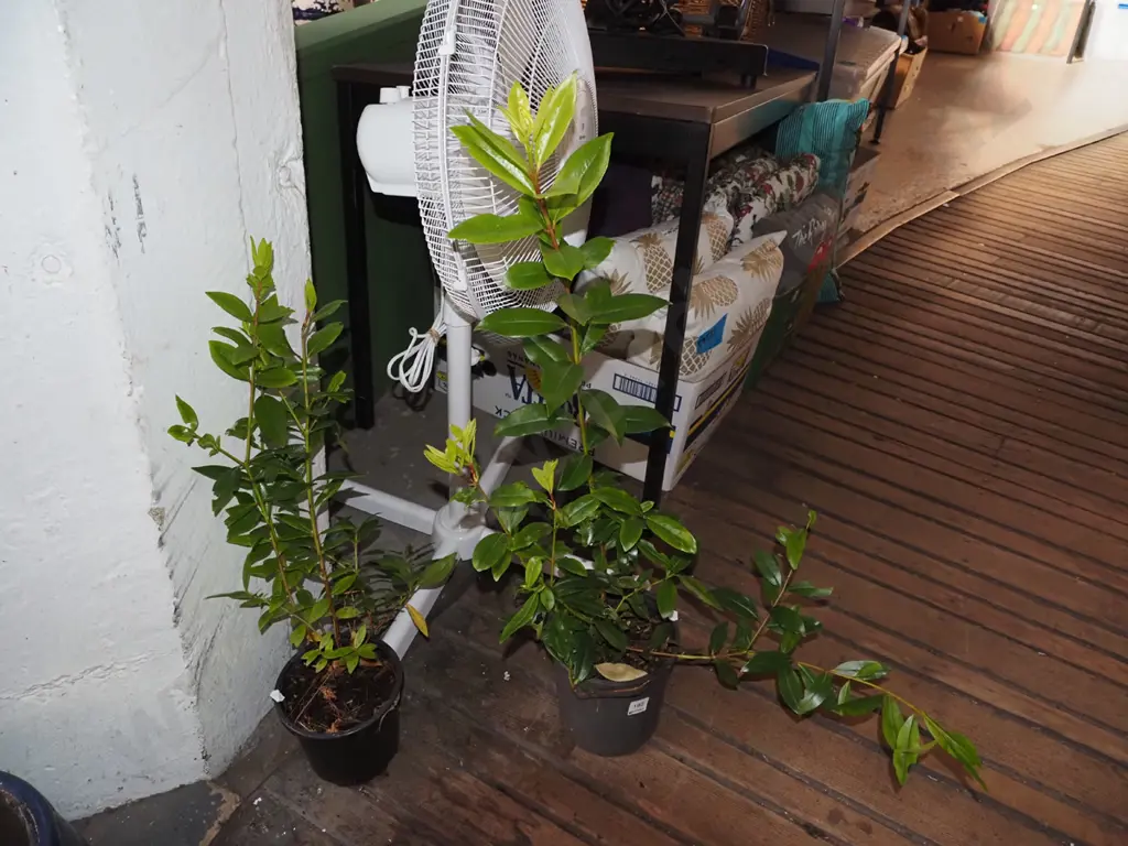 2x potted pohutukawa Image 1++