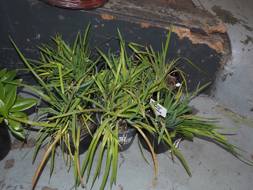 6x potted yellow eyed grasses Image 1++
