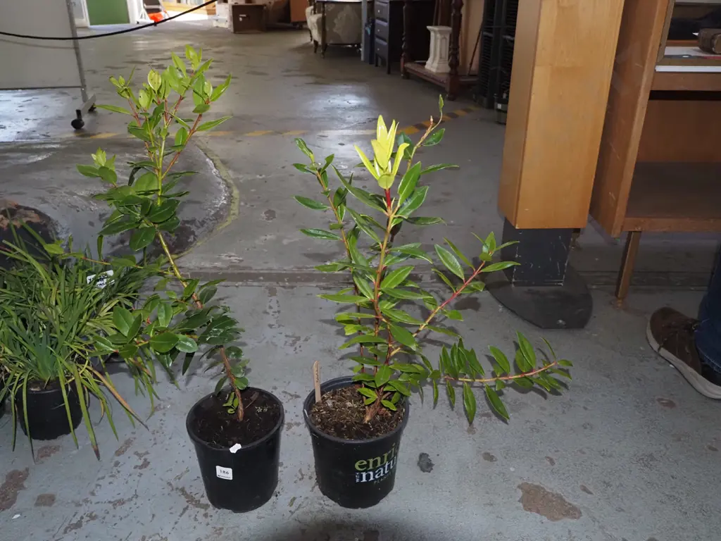 2x potted pohutukawa Image 1++