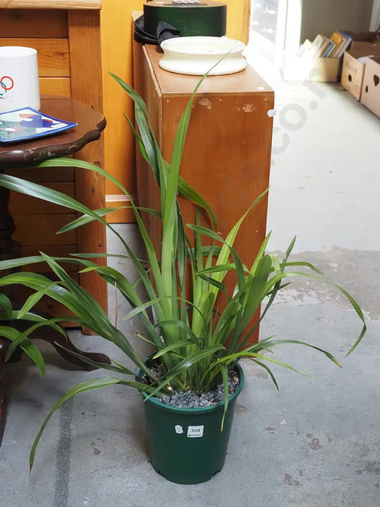 potted dwarf flax Image 1++