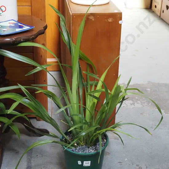 potted dwarf flax