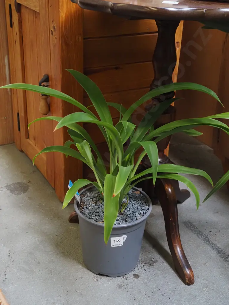 potted reinga reinga lily Image 1++