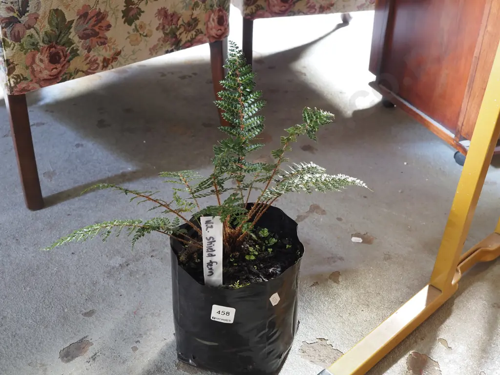 potted NZ shield fern Image 1++