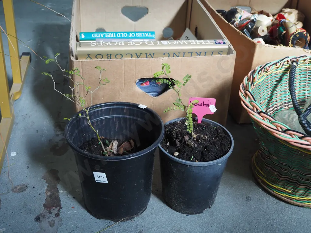 2x potted kowhai Image 1++