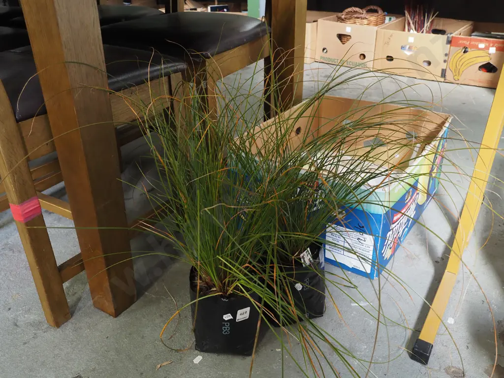 2x bagged NZ native bronze grasses Image 1++