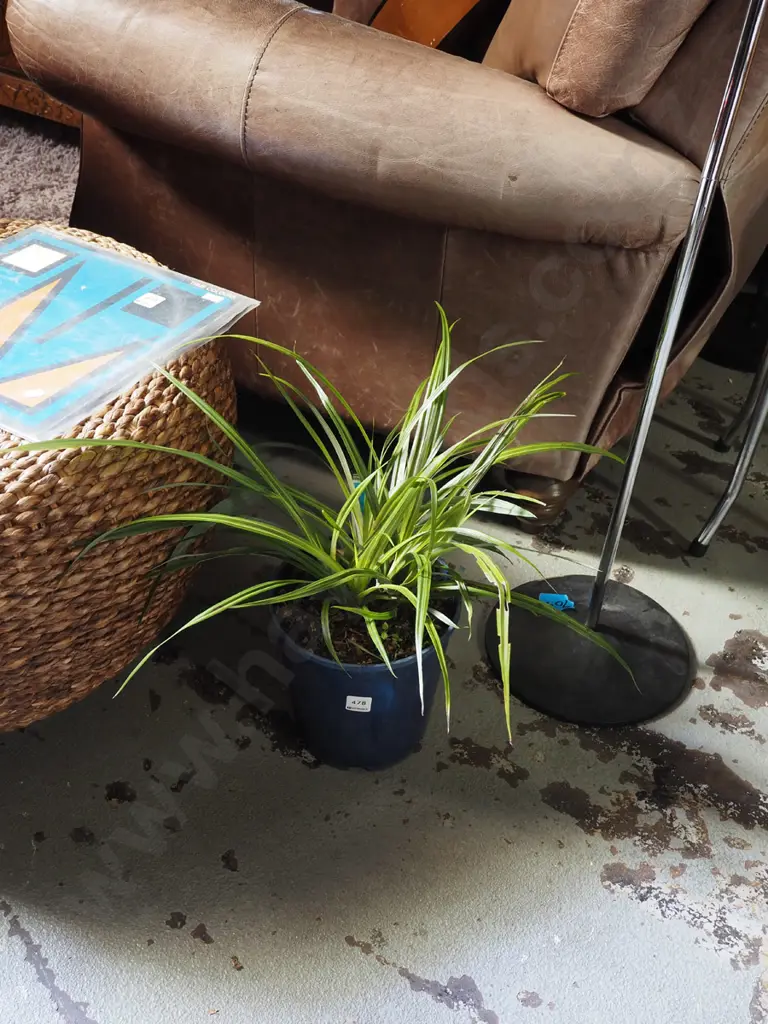 potted NZ astelia bush lily Image 1++