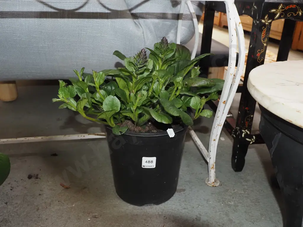 potted ajuga black scallops Image 1++