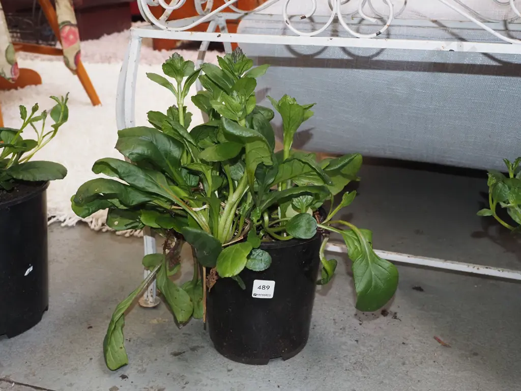 potted ajuga black scallops Image 1++