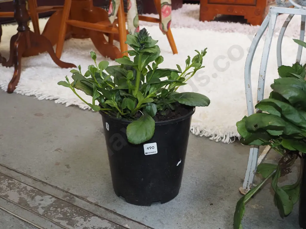 potted ajuga black scallops Image 1++