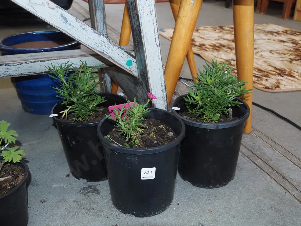 3x potted federation daisies Image 1++