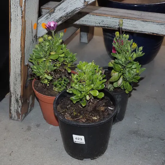 3x potted daisies