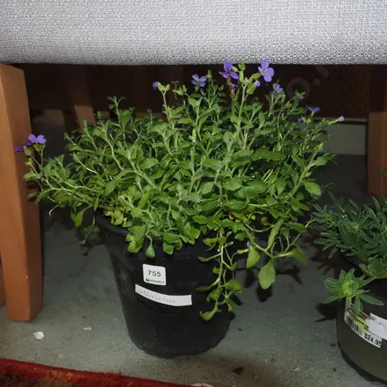 potted albrietia 