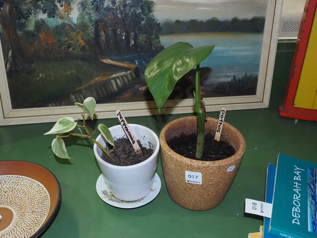 potted indoor plants - pothos, pepperonia Image 1++
