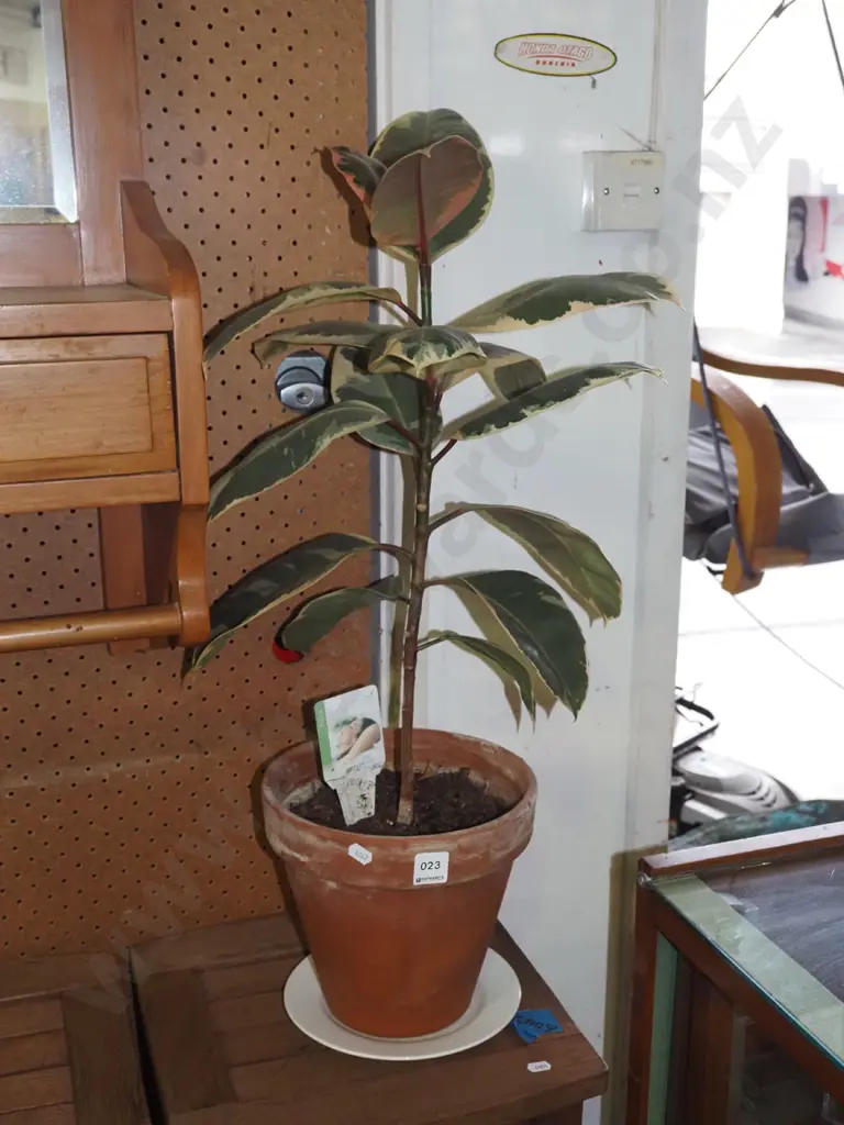 indoor pot plant - variegated ficus Image 1++