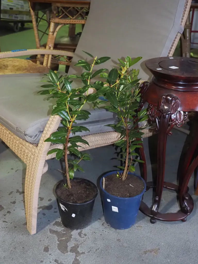 2x potted pohutukawa Image 1++