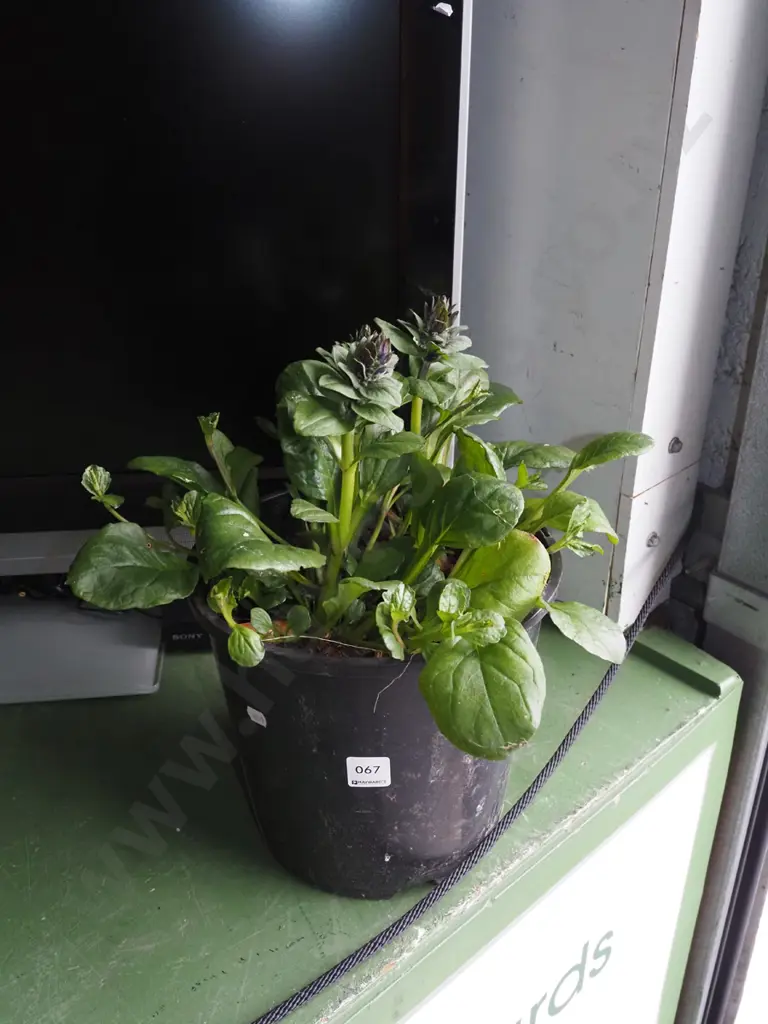 potted ajuga black scallops Image 1++