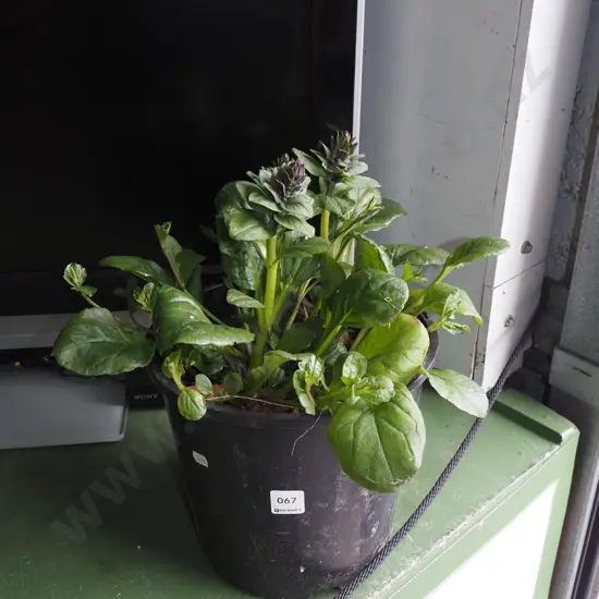 potted ajuga black scallops