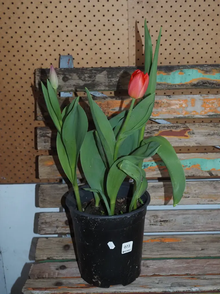 potted tulips Image 1++