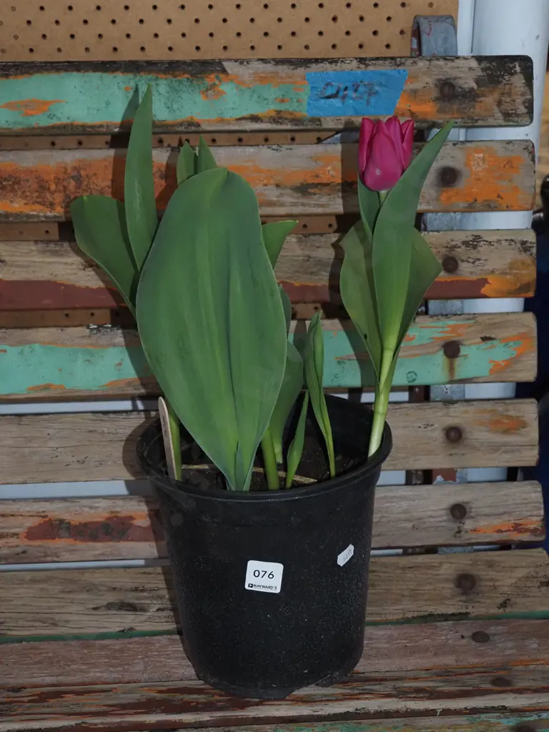 potted tulips Image 1++