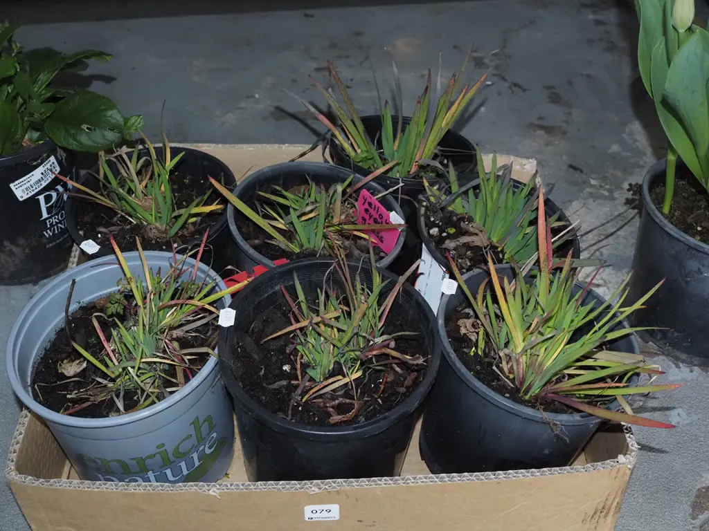boxed potted yellow eyed grasses Image 1++