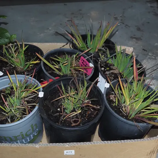 boxed potted yellow eyed grasses