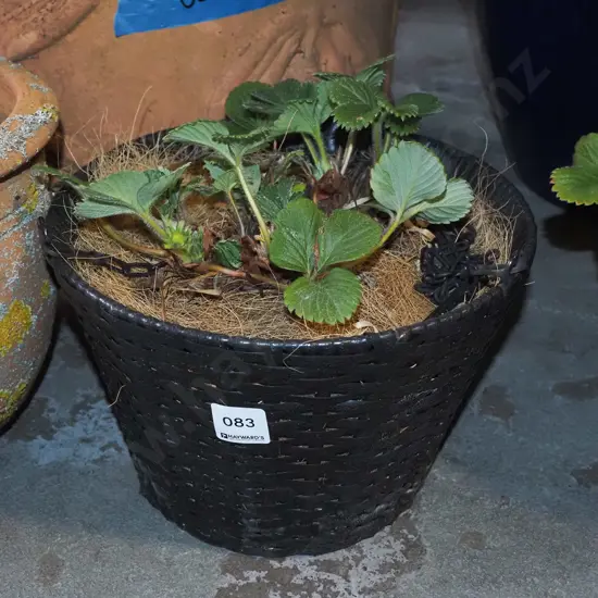 strawberries in woven plastic hanging basket