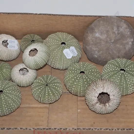 kina shells