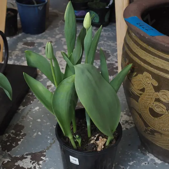 potted tulips