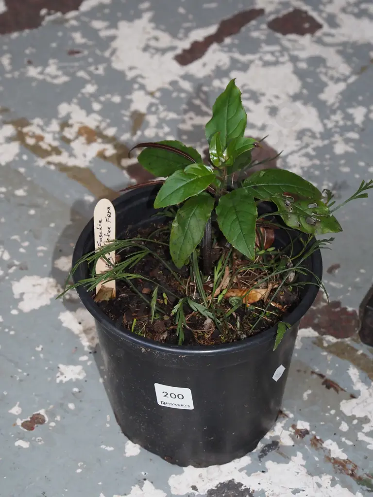 potted fuschia and hen and chicken fern Image 1++