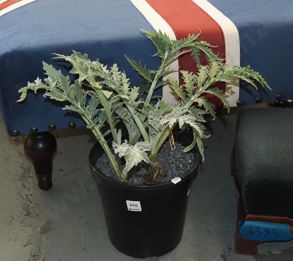 potted globe artichokes Image 1++