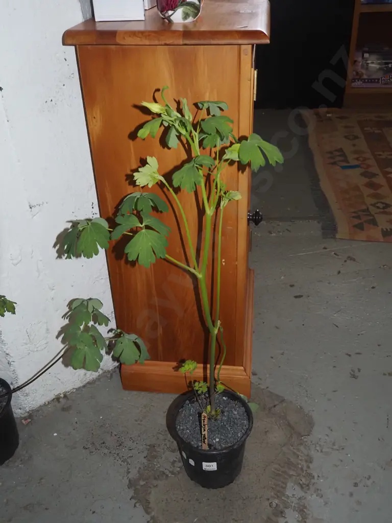 potted yellow aquilegia Image 1++