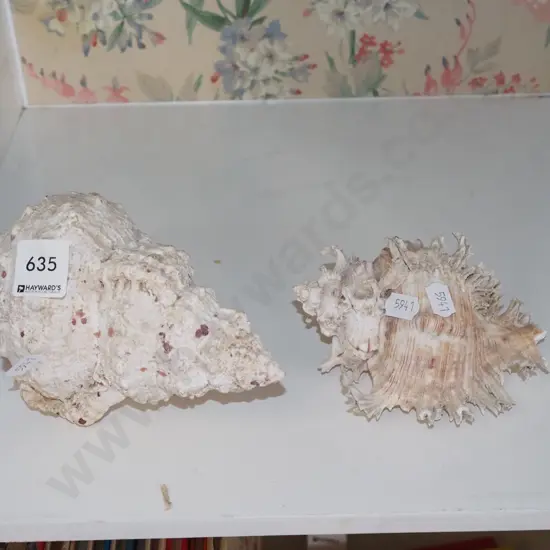 2x seashells